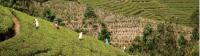 Large scale agriculture at a local tea plantation -  Photo: Charles Duncombe
