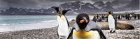 A curious King Penguin comes in for a closer inspection on South Georgia |  <i>Richard I'Anson</i>